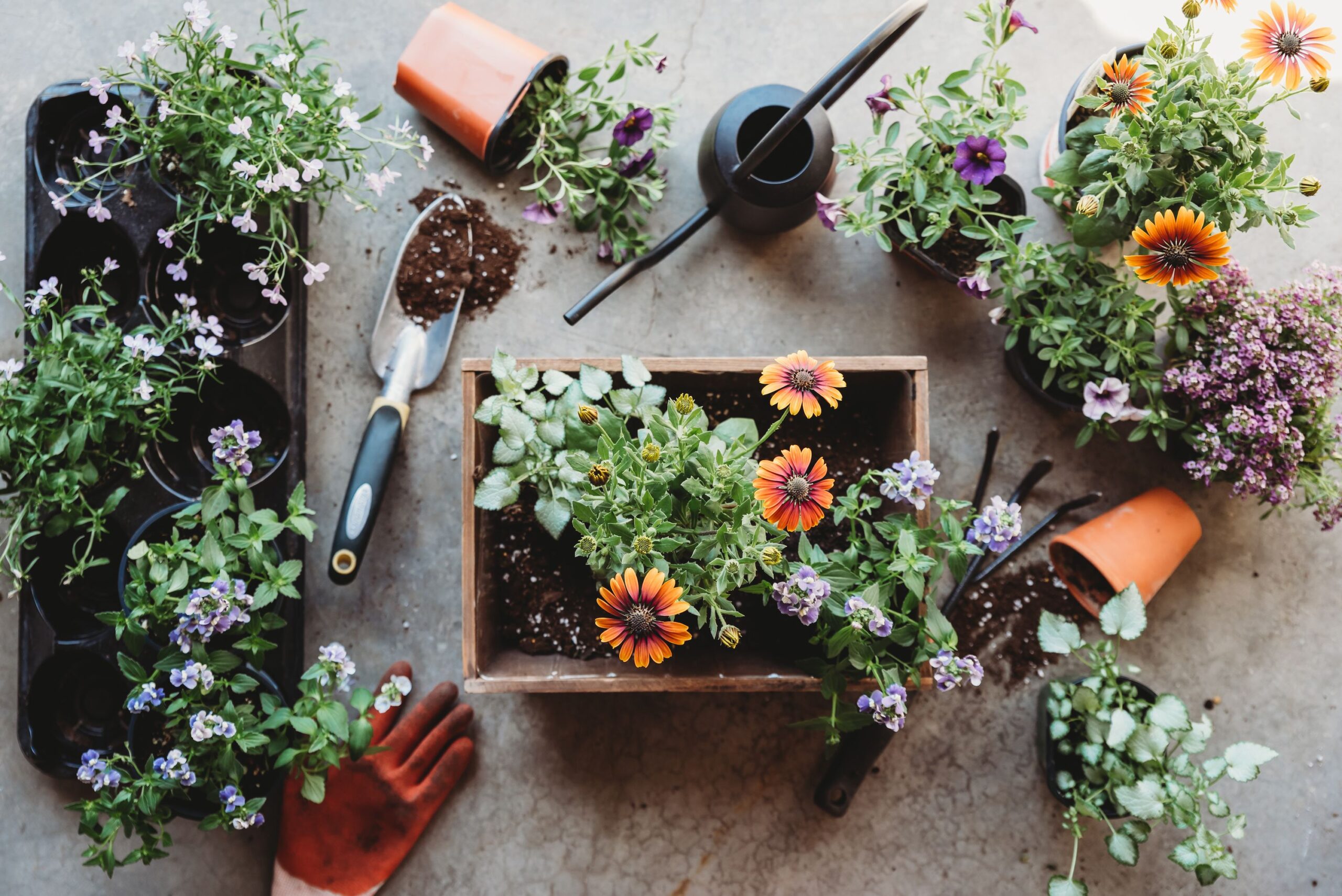 The Best Reasons to Read Gardening Blog Sites: Cultivating Knowledge, Community, and Inspiration